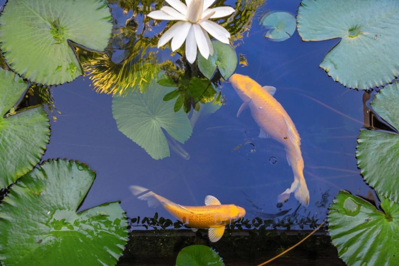 Villa Manuiti, Balinese Luxury Home - Private Swim Spa, Ocean View - Ofyr Bbq - Koi Pond Punaauia  Eksteriør billede